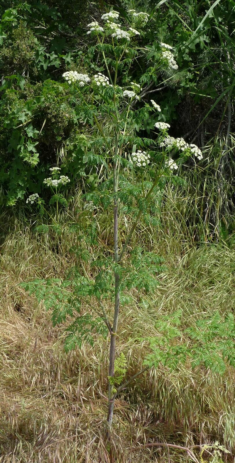 High Resolution Conium maculatum Flower